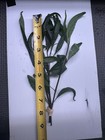Hygrophila Angustifolia Rubra  red Willow Hygro   - 3x Aquarium Stem Plants