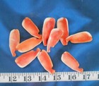   Strombus Luhanus Shells   Lip Cut   1 75    Shellcraft   Sailor s Valentines  