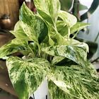 Snow Queen Pothos Live Plant 4  Pot - Pet Safe Houseplant Indoors outdoors