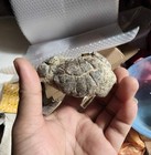 Exquisite Jurassic Natural Crustacean Category Collection Geologic Rock Spec