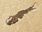 50 Million Year Old  Knightia Fish Fossil From Fossil Lake Wyoming 208gr