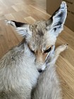 Taxidermy Red Fox