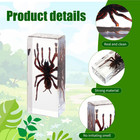 Taxidermy Tarantula Bird Spider Insect In Resin  4 3 X 1 7 X 1 Inches Real Bug