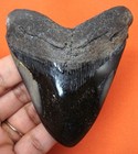 Megalodon Shark Tooth - 3 26  - Real Fossil - Shark Teeth - No Restorations