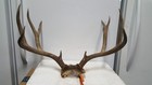 Nice 24  Brown 5x5 Colorado Mule Deer Rack Antlers Whitetail Mount Sheds