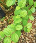  Dried Sidr Leaves lote Leaves Ruqyah  Roqya  Destroy Magic And Evil Eye  4 Oz 