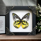 Real Butterfly Taxidermy Framed White Background Oddities Curiosities Wall Art