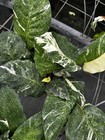 Rare Calathea Musaica Variegated  Pictured