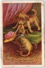 Vtg Puppy Dog Reynolds Brothers Shoes Trade Card Utica Ny J n  Carter Chicago Il