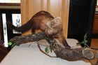 Fisher Mount Taxidermy Whitetail Deer Shed Antler Log Cabin Decor Skunk Coyote