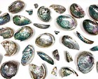 Broken Abalone Shells Box - Clearance Wholesale Abalone Shells  Chunks   Pieces