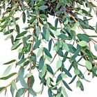275 Eucalyptus Seeds  Usa Seller Free Shipping Seeds Fragrant