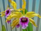 Flask------laelia Tenebrosa Rybaczyk X Yellow Gold Orchid Very Select Cattleya