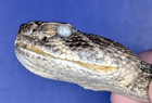 Reah Western Rattlesnake Head Closed Mouth Collectable Display Taxidermy  h138