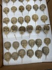 Horseshoe Crab Shells Molts - 5 Piece Lot -  25