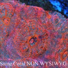 Corals Of Eden Non Wysiwyg Live Coral Frag   Rainbow Inferno Chalice  5  