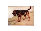 C1920 Antique Bloodhound Dog Art Print Vernon Stokes Illustration 6816a