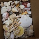 Seashell Mix  Craft Supply  Medium Flat Rate Box Full  Craft Seashells Wh-01