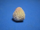 Vepricardium Asiaticum Bruguiere  1789  nice Colors     22 0mm 