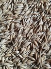 18 Lbs Oat Seeds  Grass For Your Cat  Dog  Chickens  Rabbits  And More  Non-gmo