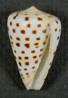 Conus Eburneus 30 08mm Super Choice Specimen Guam