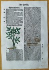 Post Incunable Leaf Hortus Sanitatis Colored Woodcuts Botany  v  - 1511