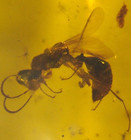3 Cretaceous Wasps In Burmese Burmite Amber Fossil Dinosaur Age