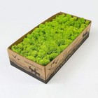 Preserved Reindeer Craft Moss Natural Green Diy Kit Gardenning Art Wall Flori   