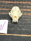 Real Xl Mink Skull Unique Gift Craft Animal Mount Art Model Head Voodoo Decor