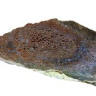 Dinosaur Gembone  Polished  5 25    r-7096
