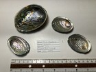 Haliotis Iris   Great Condition   4 Shells  New Zealand