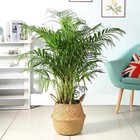 14x16x10 5  Woven Seagrass Belly Basket Handles Plant Pot Handmade Home Decor
