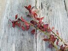 Ludwigia Repens  rubin  - Live Aquatic Plant - Aquarium