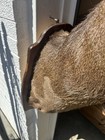 Whitetail Deer Head Shoulder Mount Taxidermy 20    Spread 8 Point With Wall Mount