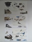 Lot Of 6 Birds Of Canada 2016 2017 2018 Souvenir Sheet Of 5 Stamps   Their Ofdc