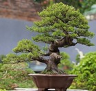 Bonsai Tree    Juniperus Sargentii    Old Tree    Medium Size    Amazing Bonsai