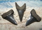 Mako Shark Teeth Sharks Tooth Triple  3  Lot Megalodon Fossil Jaw Scuba Dive Gem