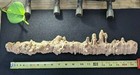 Exceptional Pleistocene Rhizolith xlarge Fossil Root Cast  sandstone 17 5 x3 5 