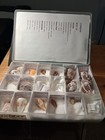 Conidae  conus  Cone Shell Collection In Labeled Plastic Organizer Boxes