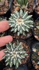 1pcs Cm 8years Ariocarpus Kotschoubeyanus Seedgrowth Succulentcactus Plant