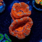 Acan Coral Bundle     4 Live Frags  Red   Green Mix  2   3 Heads  Reef Ready