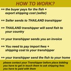 Live Betta Fish Black Samurai Female Hmpk -import Fish From Thailand Pa093