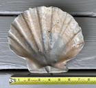 Giant 7    Fossil Chesapecten Scallop Seashell Va Megalodon Era