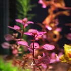 Buy 2 Get 1 Free - Ludwigia Super Red  ludwigia  Palustris  Aquarium Plants