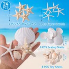 24pcs Sea Shells For Crafts Decoration - Real White Natural 2 -4  Scallop She   