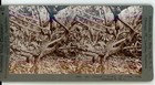 157 Eccentric Growth Cocoa Pods Dominica Bwi West Indies Keystone Stereoview