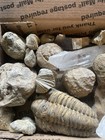 21-various Kentucky Fossils  Some Super Nice Ones  1    To 3    