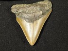 Larger  100  Natural Megalodon Shark Tooth Fossil 43 1gr