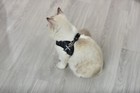 Adjustable Pet Control Harness Collar Safety Strap Vest For Dog Puppy Cat