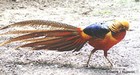 10 Beautiful Golden Pheasant Feathers Hand Sorted For Quality Sold By Length 